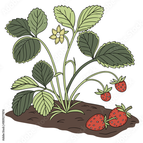 Vector garden isolated on a white background. Illustration of mature growing strawberries in the garden on the bed. Strawberry icon on the garden bed for gardening or farm.