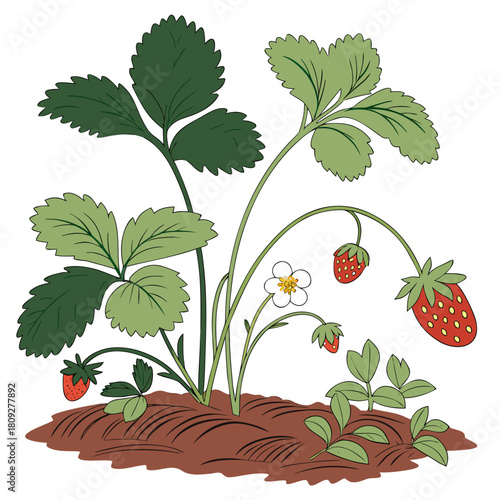 Vector garden isolated on a white background. Illustration of mature growing strawberries in the garden on the bed. Strawberry icon on the garden bed for gardening or farm.