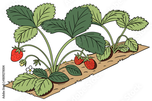 Vector garden isolated on a white background. Illustration of mature growing strawberries in the garden on the bed. Strawberry icon on the garden bed for gardening or farm.