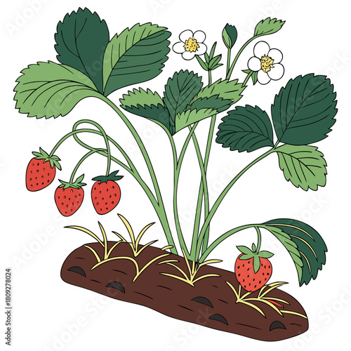 Vector garden isolated on a white background. Illustration of mature growing strawberries in the garden on the bed. Strawberry icon on the garden bed for gardening or farm.