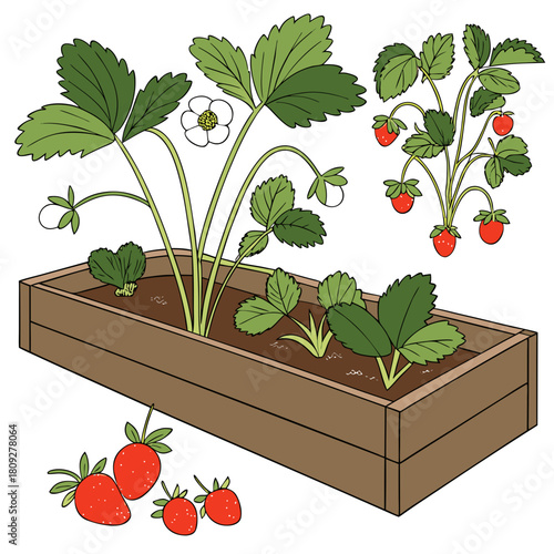 Vector garden isolated on a white background. Illustration of mature growing strawberries in the garden on the bed. Strawberry icon on the garden bed for gardening or farm.