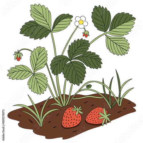 Vector garden isolated on a white background. Illustration of mature growing strawberries in the garden on the bed. Strawberry icon on the garden bed for gardening or farm.