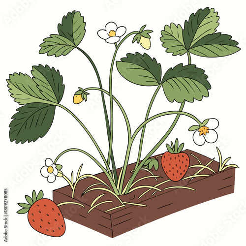Vector garden isolated on a white background. Illustration of mature growing strawberries in the garden on the bed. Strawberry icon on the garden bed for gardening or farm.