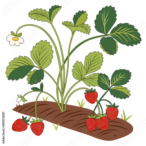 Vector garden isolated on a white background. Illustration of mature growing strawberries in the garden on the bed. Strawberry icon on the garden bed for gardening or farm.