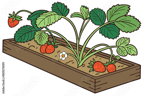 Vector garden isolated on a white background. Illustration of mature growing strawberries in the garden on the bed. Strawberry icon on the garden bed for gardening or farm.