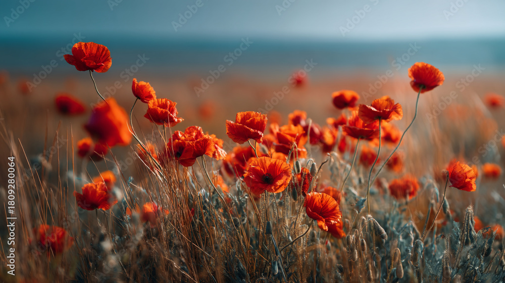 Obraz premium A field of red poppies in bloom with a blurred background of the sea and sky above it