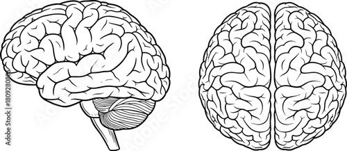 Detailed Human Brain Line Drawings Showing Lateral and Superior Views for Anatomy Education, Neuroscience Graphics, Medical Illustration, Cognitive Design Assets
