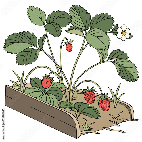 Vector garden isolated on a white background. Illustration of mature growing strawberries in the garden on the bed. Strawberry icon on the garden bed for gardening or farm.