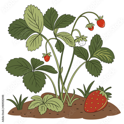 Vector garden isolated on a white background. Illustration of mature growing strawberries in the garden on the bed. Strawberry icon on the garden bed for gardening or farm.