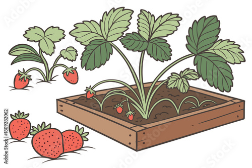 Vector garden isolated on a white background. Illustration of mature growing strawberries in the garden on the bed. Strawberry icon on the garden bed for gardening or farm.