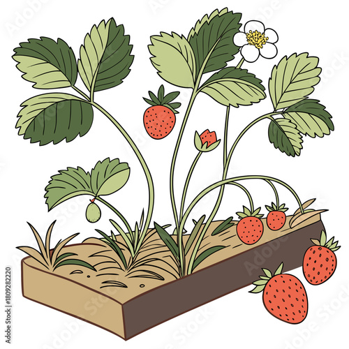 Vector garden isolated on a white background. Illustration of mature growing strawberries in the garden on the bed. Strawberry icon on the garden bed for gardening or farm.