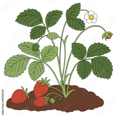 Vector garden isolated on a white background. Illustration of mature growing strawberries in the garden on the bed. Strawberry icon on the garden bed for gardening or farm.