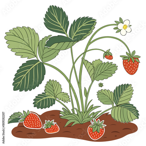Vector garden isolated on a white background. Illustration of mature growing strawberries in the garden on the bed. Strawberry icon on the garden bed for gardening or farm.