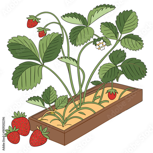 Vector garden isolated on a white background. Illustration of mature growing strawberries in the garden on the bed. Strawberry icon on the garden bed for gardening or farm.
