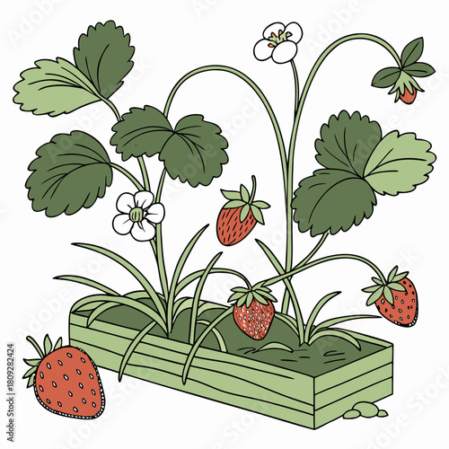 Vector garden isolated on a white background. Illustration of mature growing strawberries in the garden on the bed. Strawberry icon on the garden bed for gardening or farm.