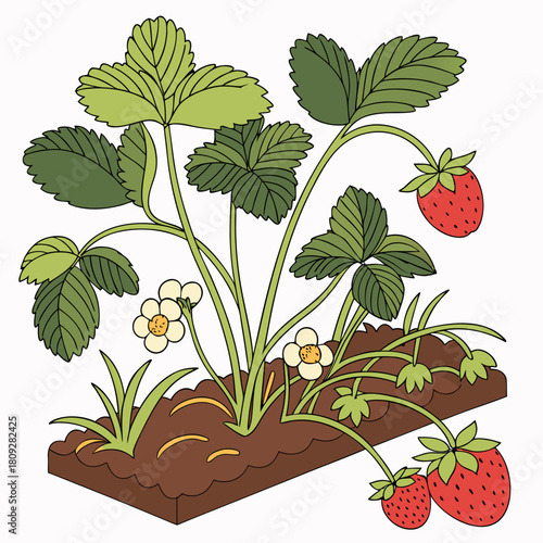 Vector garden isolated on a white background. Illustration of mature growing strawberries in the garden on the bed. Strawberry icon on the garden bed for gardening or farm.