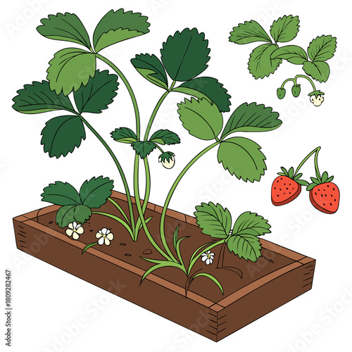 Vector garden isolated on a white background. Illustration of mature growing strawberries in the garden on the bed. Strawberry icon on the garden bed for gardening or farm.