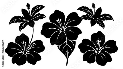 Elegant black and white hibiscus flower arrangement for tropical designs and botanical illustrations creating a sophisticated floral pattern on a clean background perfect for various creative projects