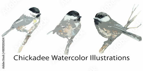 Three chickadee birds perched on branches watercolor illustration