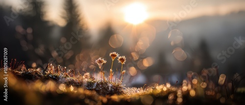 Surreal sunrise over fragile flowers in Andromania