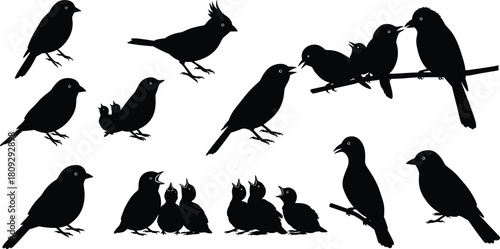Bird silhouettes perched, flying, interacting, vocalizing, group of fifteen birds, wildlife illustration, animal behavior artwork, educational nature design art