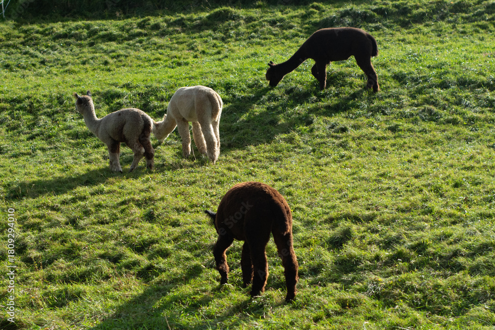 Naklejka premium Four friendly llamas graze peacefully in a lush green field bathed in warm sunlight, showcasing their unique colors and playful demeanor in a serene outdoor setting