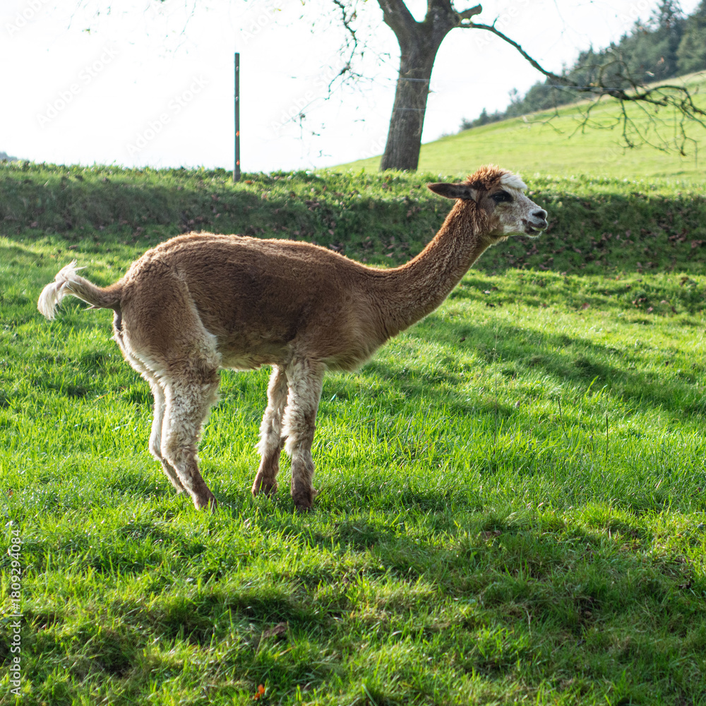 Fototapeta premium Discovering the serene beauty of an elegant llama grazing peacefully in a lush green pasture under a clear blue sky in the countryside during a sunny afternoon