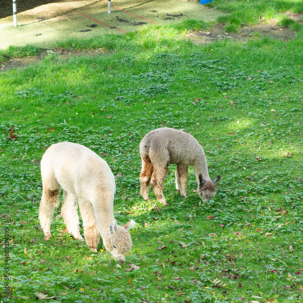 Naklejka premium Two playful alpacas grazing on lush green grass in a serene field, enjoying a warm sunny afternoon in a rural setting