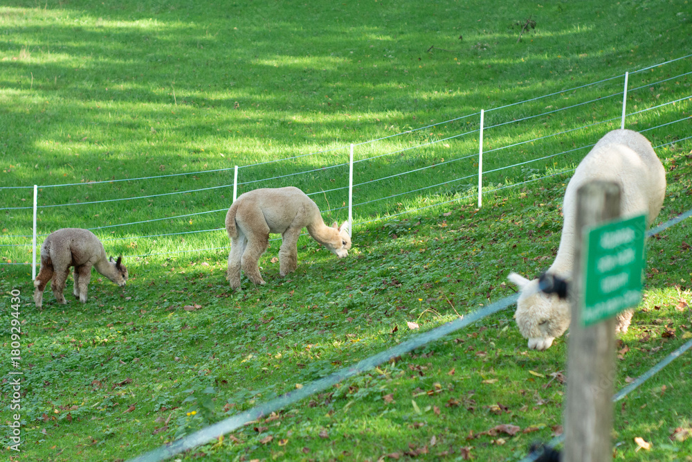 Naklejka premium Grazing alpacas enjoy their day on a sunny hillside, surrounded by lush green grass and gentle slopes in a tranquil countryside setting