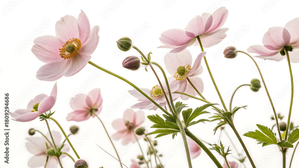 Naklejka premium Delicate pale pink japanese anemone flowers blooming against a bright white background