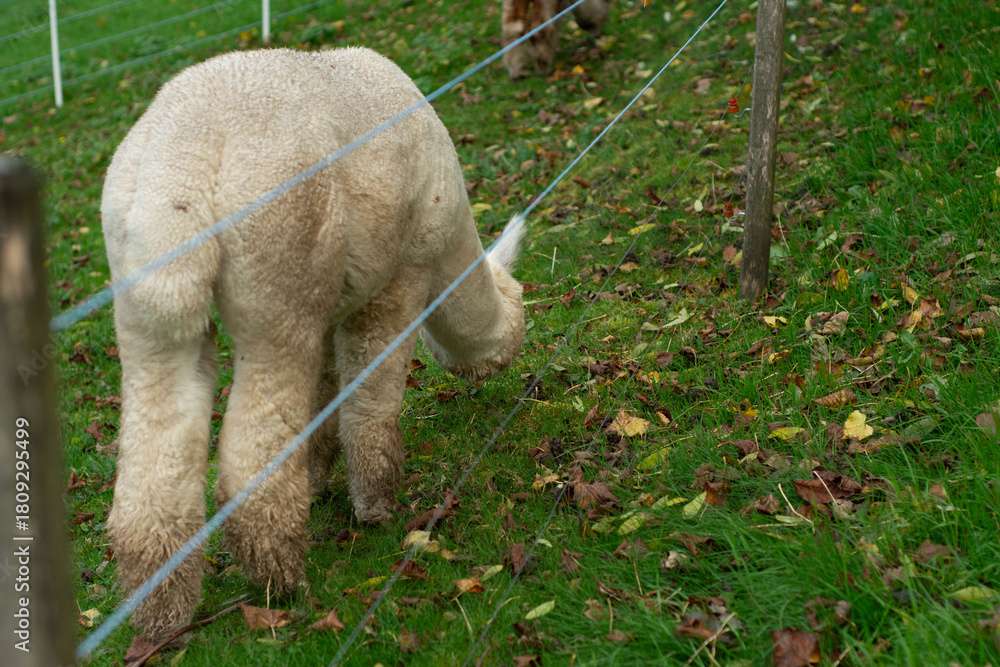 Obraz premium Soft, fluffy creature grazes peacefully on lush green grass surrounded by fallen leaves on a tranquil autumn afternoon in a rural setting