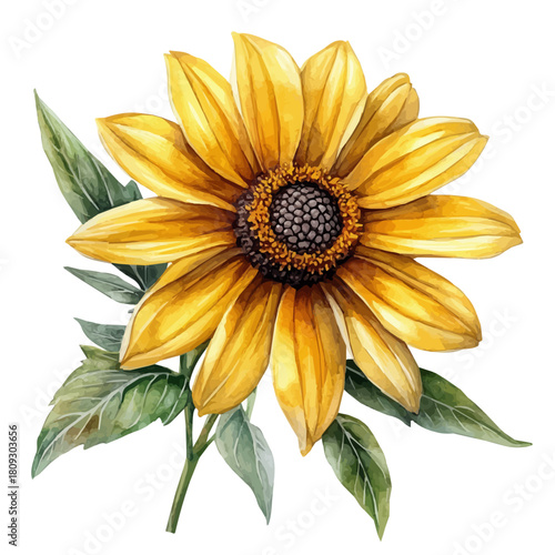 watercolor hand-drawn of Rudbeckia Flower, isolated on a white background.