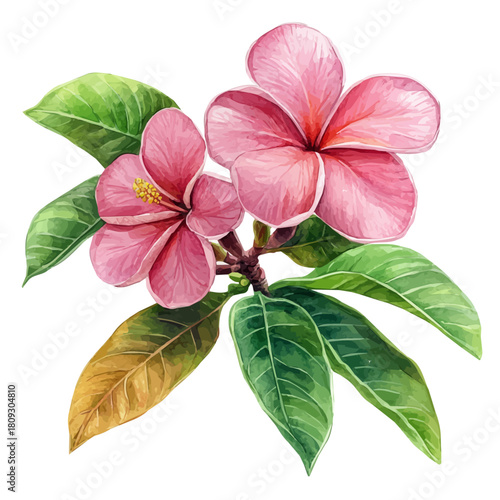watercolor draw of Plumeria Rubra, isolated on a white background.