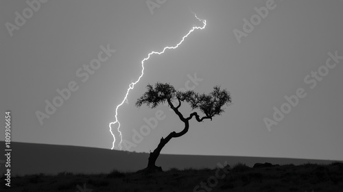 bent. A lone gnarled tree silhouetted against a stormy sky with lightning. travel magazines, destination branding, designed for outdoor magazines and nature guides and travel destination branding.