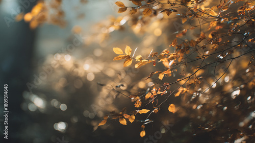 Autumn leaves on branches with bokeh background in soft sunlight and blurry forest