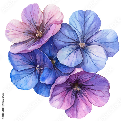 Wallpaper Mural watercolor of Hesperis Flower, vector, isolated on a white background. Torontodigital.ca