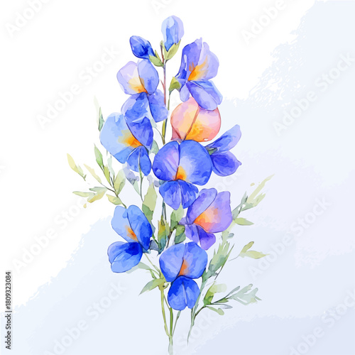 Garden Pea Flower, watercolor illustration vector, isolated on a white background.