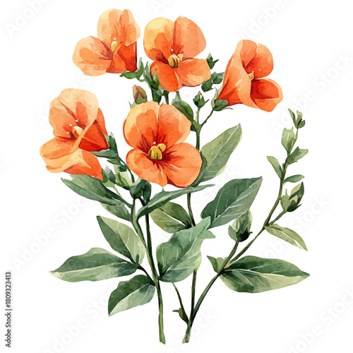 Garden Pea Flower, watercolor drawing vector, isolated on a white background.
