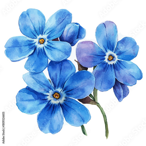 Forget-Me-Not Flower, watercolor clipart vector, isolated on a white background.