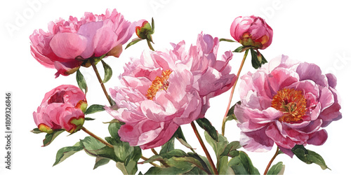 Beautiful cluster of lush pink peonies in full bloom with green leaves and buds