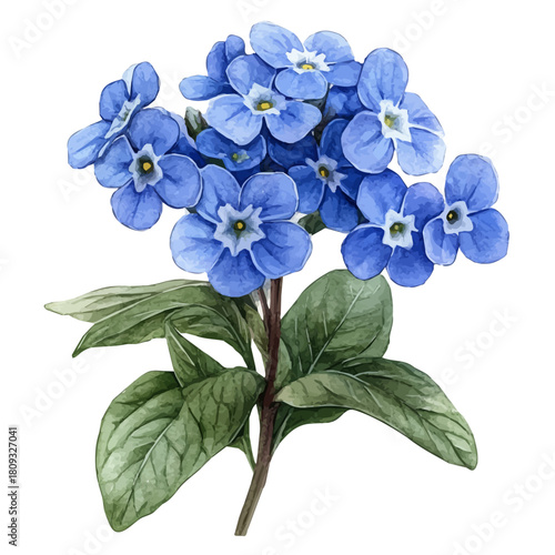 Forget-Me-Not Flower, watercolor vector, isolated on a white background.