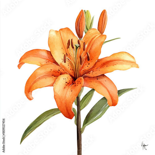 Flame Lily Flower, watercolor vector, isolated on a white background.