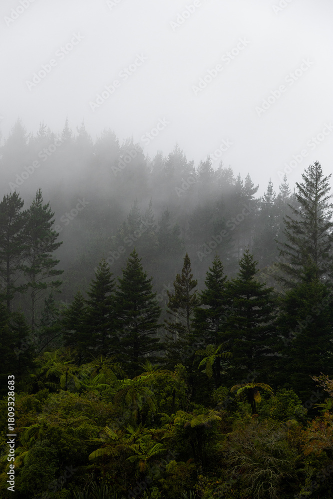 Fototapeta premium Beautiful view of layers of tree on a foggy day.