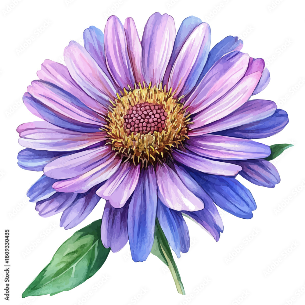 Obraz premium Erigeron Flower, watercolor vector, isolated on a white background.