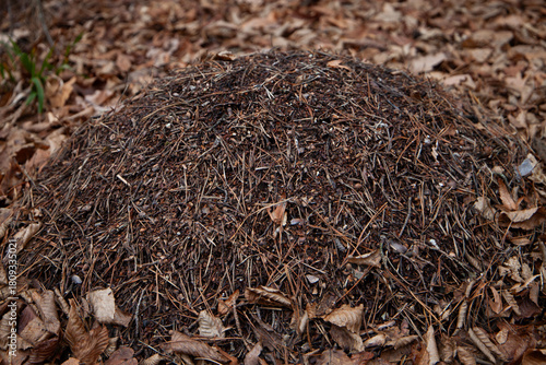 Forest ant mound covered with dry leaves