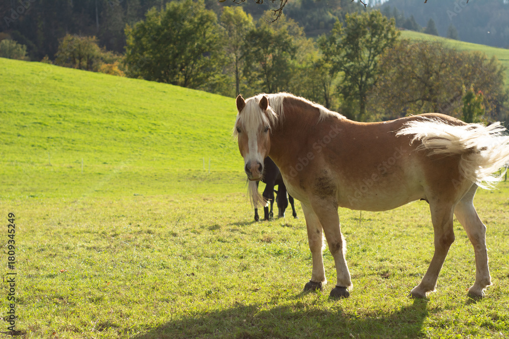 Obraz premium Majestic horses grazing peacefully under the warm sun in a vibrant green pasture surrounded by gentle hills on a clear autumn day