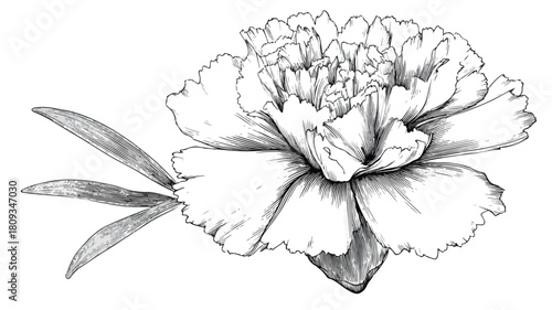 Elegant Botanical Illustration of Plant with Central Flower in Vector Art