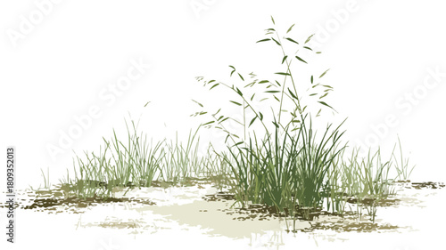 Vibrant Field of Wild Rice with Botanical Plant Vector Outline