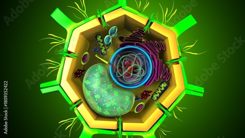 Plant cell parts and its structure anatomy. 3d render