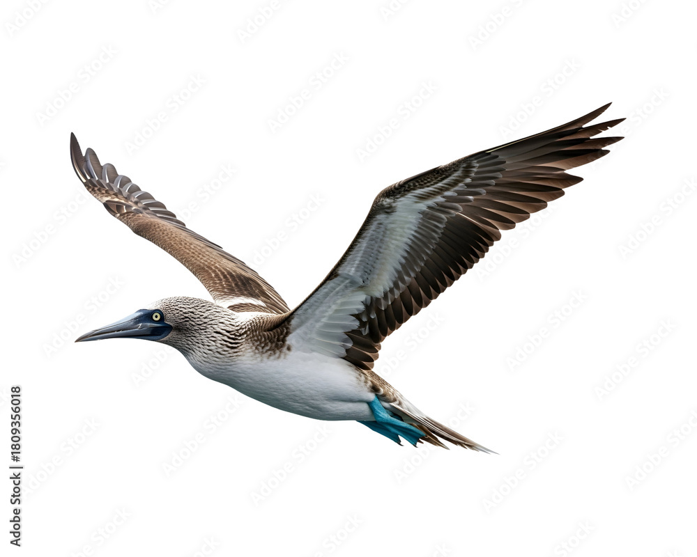 Obraz premium Blue-footed booby in flight a seabird with distinctive blue feet isolated on white background